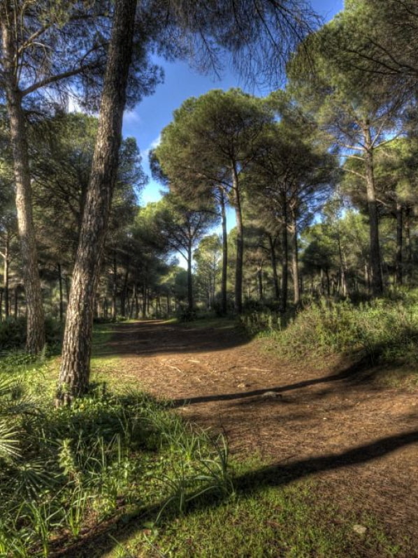 One of the beautiful paths of La Sierrezuela, in Posadas, Cordoba.