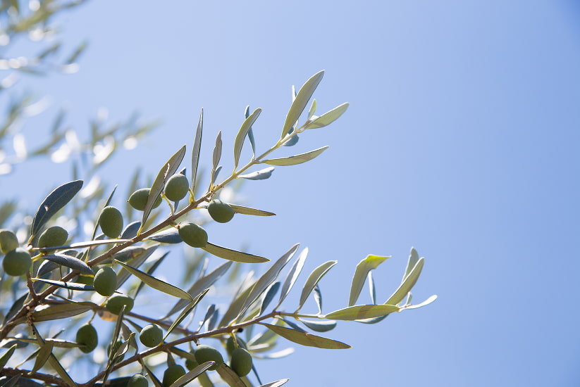 Detail of an olive tree branch under the blue sky