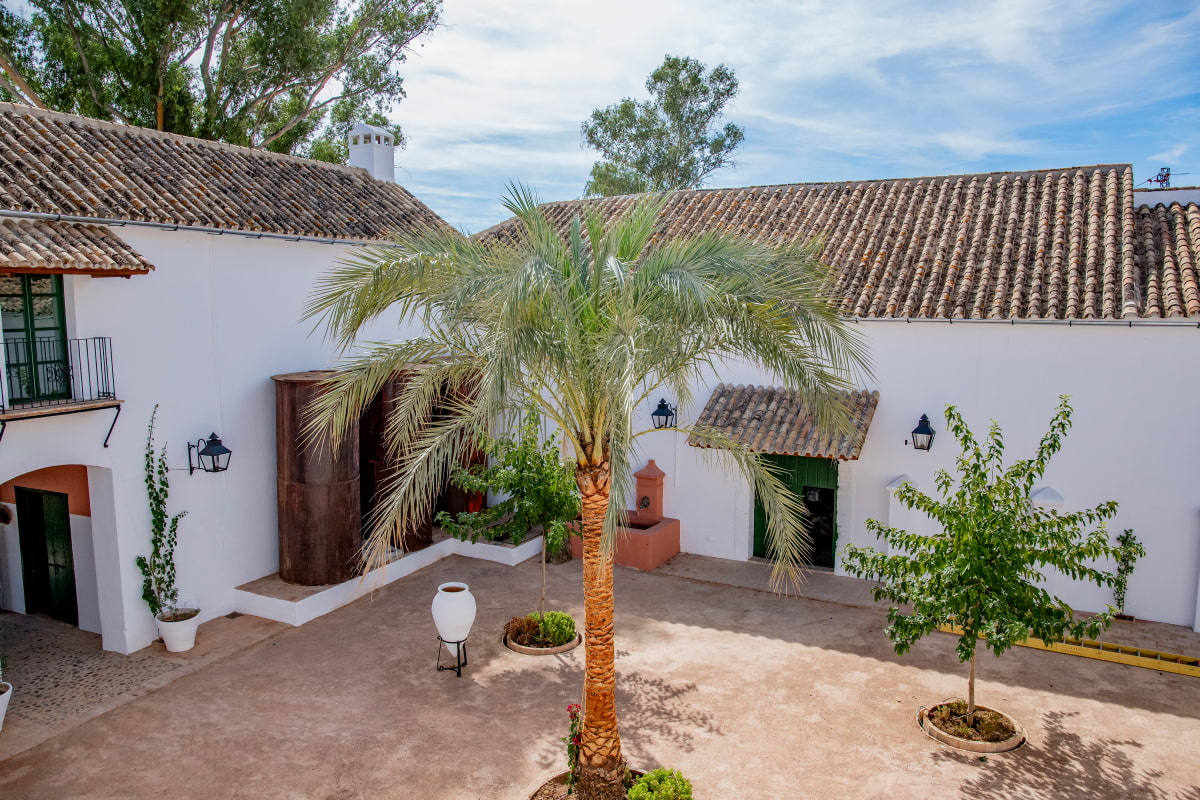 Palmera presidiendo el centro del patio exterior del hotel