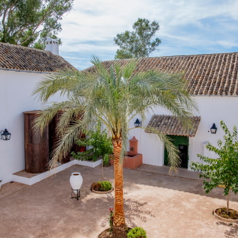 Palmera presidiendo el centro del patio exterior del hotel